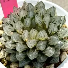 紫王オブツーサ錦 親株 超美株 ハオルチア 観葉植物 D8 - メルカリ