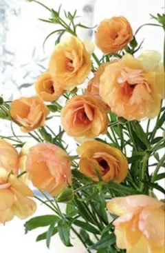 ラナンキュラスラックス苗、ロティス、廃盤品、ラベル付き、2苗