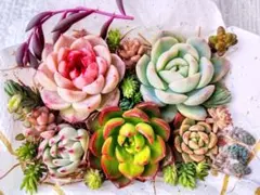 多肉植物　カット苗詰合せ　レッドベルベット