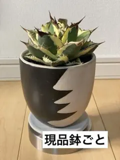 アガベ フィギュア チタノタ 氷山 3体セット - メルカリ