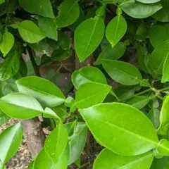 2025年最新】アゲハのエサの人気アイテム - メルカリ