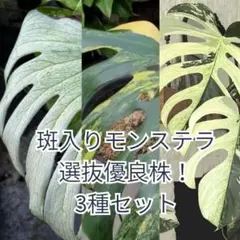 2026年最新】天津蘭の人気アイテム - メルカリ