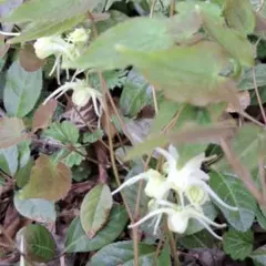 ズーミンママ様 リクエスト 2点 まとめ商品