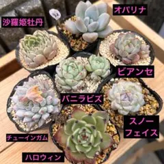 2026年最新】ルイパパさん苗の人気アイテム - メルカリ