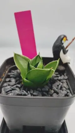 ガレージM様 リクエスト 2点 まとめ商品