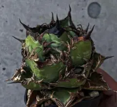 2025年最新】ジャガーノート アガベの人気アイテム - メルカリ