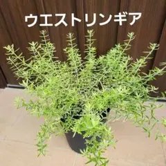 【特別値下】 常緑　幹極太　白花　ウエストリンギア5年物 特別値下】 常緑 幹極太 白花 ウエストリンギア5年物 - メルカリ
