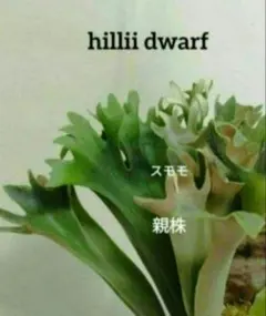 2026年最新】hillii dwarfの人気アイテム - メルカリ