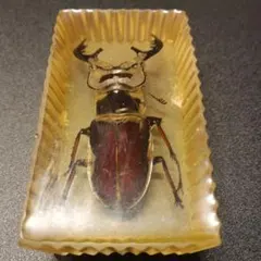 2026年最新】ミヤマクワガタ 標本の人気アイテム - メルカリ