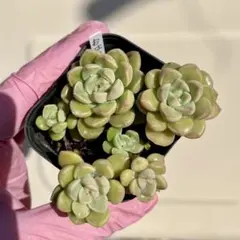 つぶつぶ屋交配 おはな 3カットのサムネイル