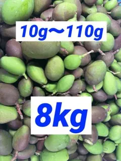 【緑/青10-2】約9.5kg　グリーンマンゴー 青マンゴー　摘果マンゴー 摘果マンゴー 青マンゴー19kg箱込み 【公式通販】