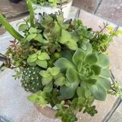 ＊多肉植物 寄せ植え ・ポットごと発送＊のサムネイル