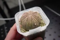 2026年最新】ユーフォルビア オベサ 子吹きの人気アイテム - メルカリ