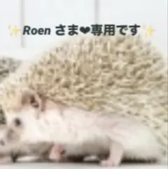 Roen さま❤︎専用です✨マングローブ(メヒルギ)苗　26cmほど　2本✨のサムネイル
