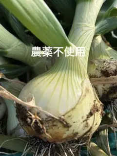 専用 新玉ねぎ（早生）旬野菜セット 農薬不使用 80size - メルカリ