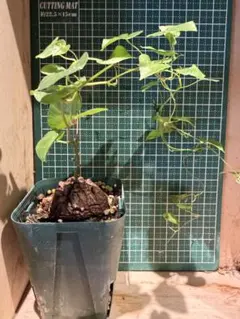 2025年最新】亀甲竜実生の人気アイテム - メルカリ