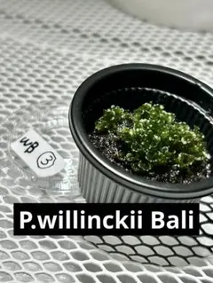 2025年最新】ビカクシダ 前葉体の人気アイテム - メルカリ