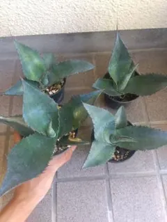 アガベ最大級種 アトロビレンスシグマトフィラ カキコ 巨大カキコ株
