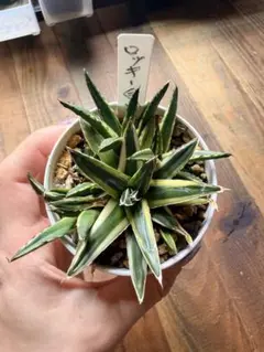 アガベ ロッキー白山 発根済み 子株②斑入り 抜き苗/agave 笹の雪 錦のサムネイル