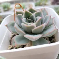 エケベリア 　札落ち