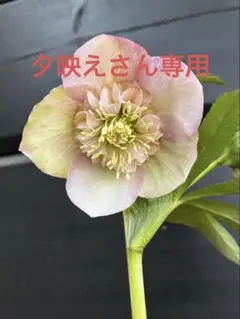 クリスマスローズ　開花株　アネモネ咲きのサムネイル