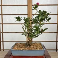 真山　盆栽鉢　雑木盆栽　皐月盆栽 皐月(さつき)】 