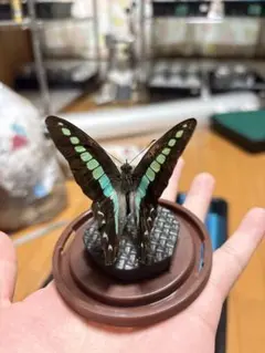2025年最新】蝶 標本の人気アイテム - メルカリ