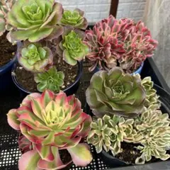 アエオニウム 多肉植物 4鉢セット