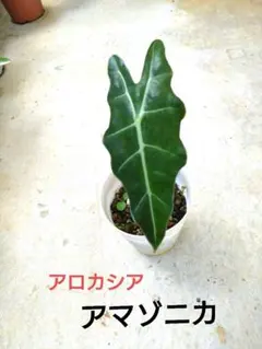 アロカシア アマゾニカのサムネイル