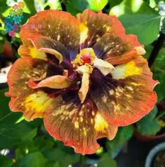 薔薇苗　超希少❗️ワインレッドに黄色のマーブルカラー❤️ アブラ＊katabura 薔薇苗 超希少❗️ワインレッドに黄色のマーブルカラー❤️ アブラ