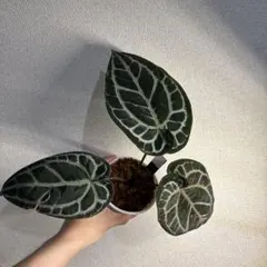 Anthurium Chocolate✖️Michelle（Fasciated） - メルカリ