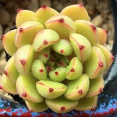 NEW❗️【レア種】大人気エケベリア　韓国苗　ミニシンデレラ　美苗　厳選多肉植物❣️