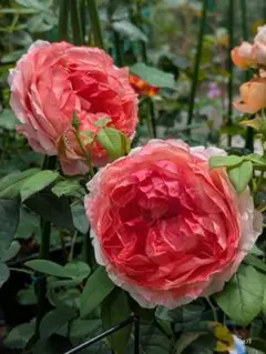 バラ苗 挿し苗 Kensington garden ケンジントンガーデン - メルカリ