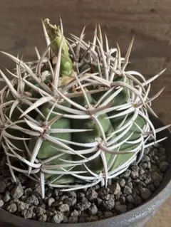 2025年最新】魔天竜の人気アイテム - メルカリ