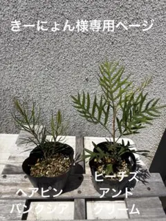きーにょん様専用ページ