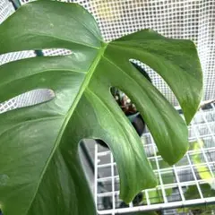 斑入り　モンステラ　ボルシギアナ　ミント　ホワイトモンスター　- 58217 斑入り モンステラ ボルシギアナ ミント ホワイトモンスター