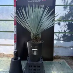 2025年最新】ユッカロストラータの人気アイテム - メルカリ