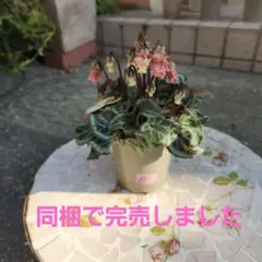 2025年最新】シクラメン 森の妖精 アンティークの人気アイテム - メルカリ