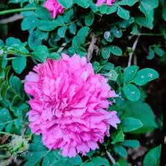 ❤︎*Amelia*❤︎様 リクエスト 2点 まとめ商品