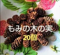 木ノ実 ガーデニング