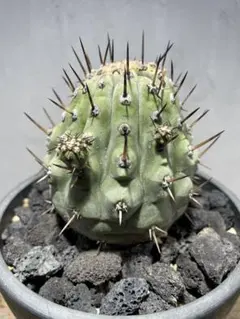 2025年最新】コピアポア 黒王丸の人気アイテム - メルカリ