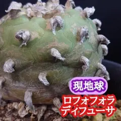 ね*こ様 黒肌疣翠冠玉 自根 鉢植え メルカリ便送料込み ね*こ様 黒肌疣翠冠玉 自根 鉢植え メルカリ便送料