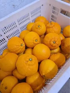 家庭用　不知火（デコポン）愛媛県産　５ｋｇ