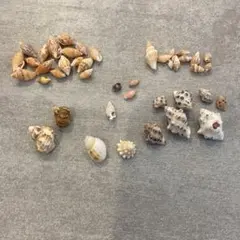 貝殻セット