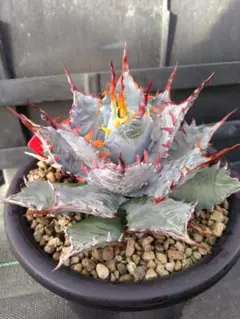 2026年最新】屈原の舞扇 ハイブリッドの人気アイテム - メルカリ