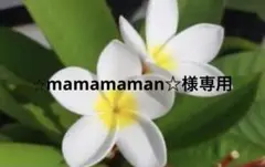 ⭐︎mamamaman☆様専用ヘアゴム