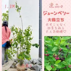 逸品。ジューンベリー大株立ち1.7M(鉢底から)品番B - メルカリ
