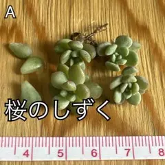 多肉植物　 桜のしずく　×4個　カット苗　抜き苗　めでるさん苗　葉挿し