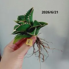 2026年最新】シエラミクスティカの人気アイテム - メルカリ