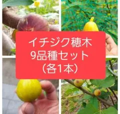 2026年最新】イチジク 挿し木の人気アイテム - メルカリ